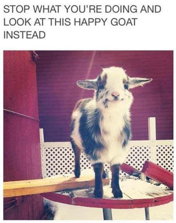 wholesome memes, heartwarming memes, uplifting memes, feel-good memes, touching pictures, heartening photos, positive memes, happy memes, inspiring memes, motivational memes