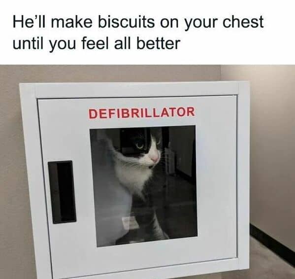 He'll make biscuits on your chest until you feel all better DEFIBRILLATOR