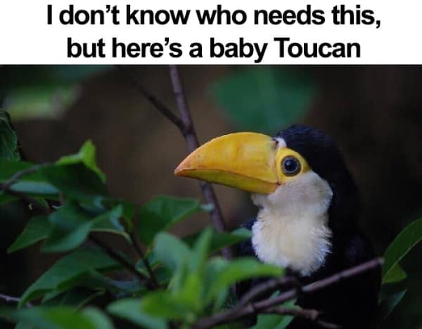 wholesome memes, heartwarming memes, uplifting memes, feel-good memes, touching pictures, heartening photos, positive memes, happy memes, inspiring memes, motivational memes