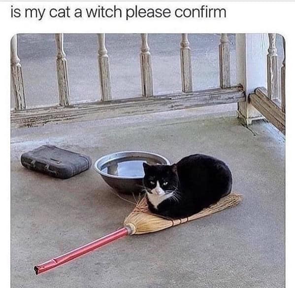 witch memes, witchy memes, witchcraft memes, magic memes, witch jokes, Halloween fun, magical memes