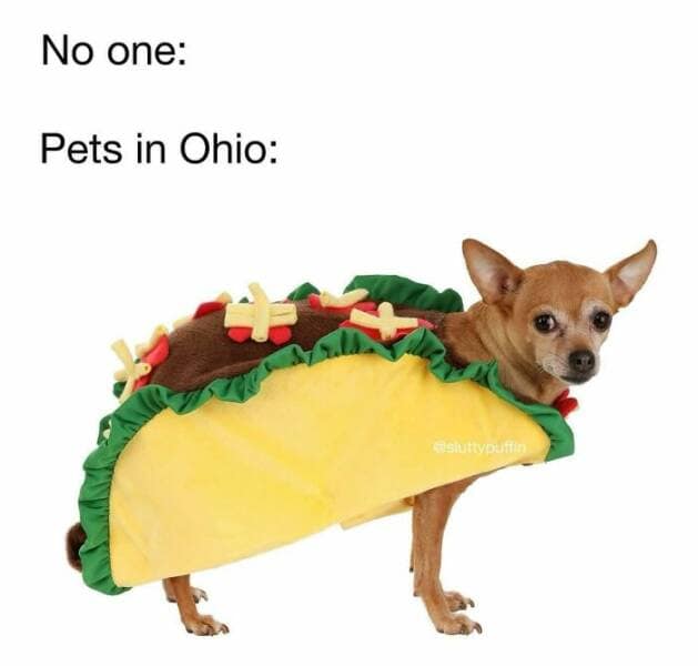 animal memes, pet memes, funny animal pictures, hilarious pet moments, animal jokes, pet humor, funny animal memes