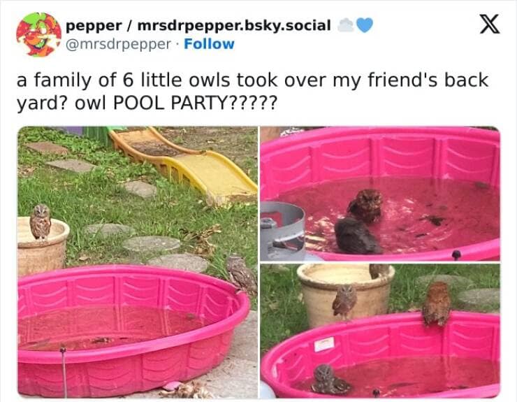 animal memes, pet memes, funny animal pictures, hilarious pet moments, animal jokes, pet humor, funny animal memes