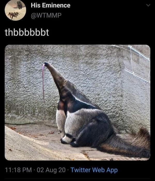 animal memes, pet memes, furry memes, creature memes, cute animal memes, funny animal pictures, animal humor, animal jokes, pet humor, animal giggles