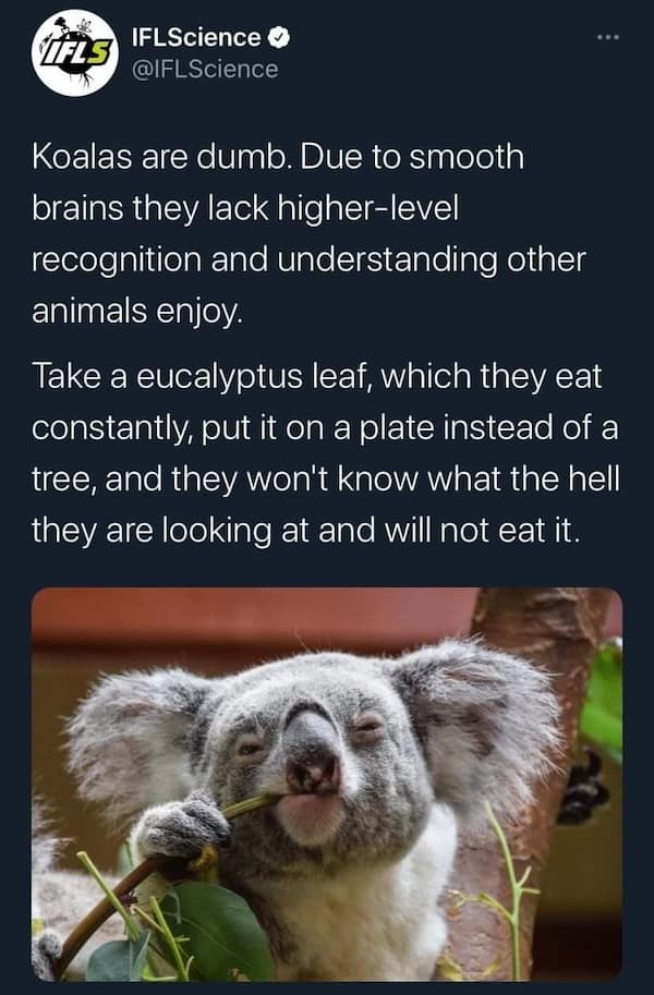 animal memes, pet memes, furry memes, creature memes, cute animal memes, funny animal pictures, animal humor, animal jokes, pet humor, animal giggles