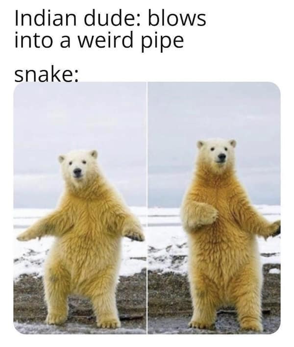 animal memes, pet memes, furry memes, creature memes, cute animal memes, funny animal pictures, animal humor, animal jokes, pet humor, animal giggles