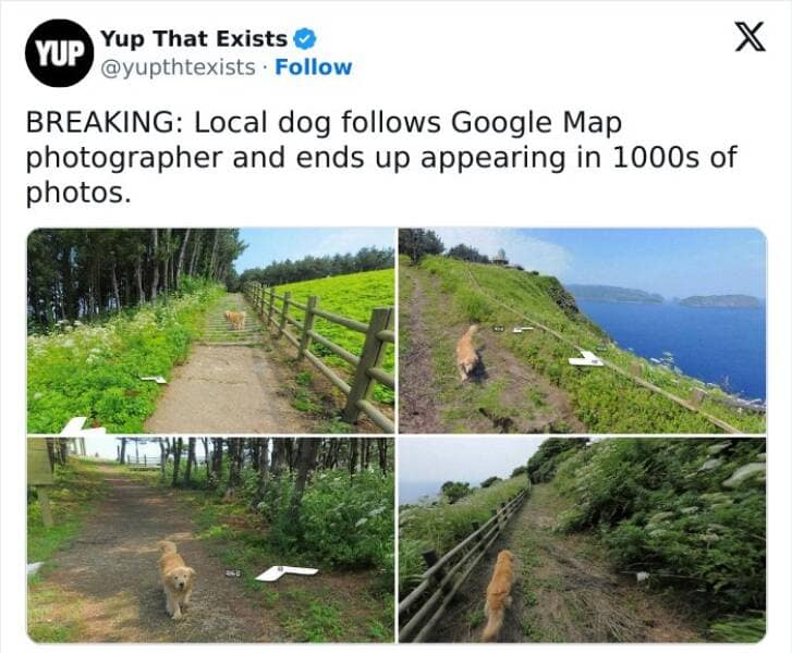 animal memes, pet memes, funny animal pictures, hilarious pet moments, animal jokes, pet humor, funny animal memes