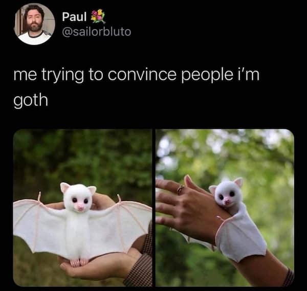 animal memes, pet memes, furry memes, creature memes, cute animal memes, funny animal pictures, animal humor, animal jokes, pet humor, animal giggles