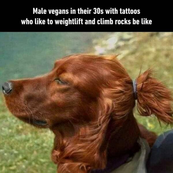 animal memes, pet memes, funny animal pictures, hilarious pet moments, animal jokes, pet humor, funny animal memes