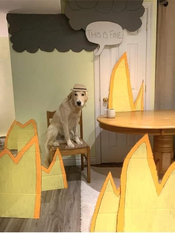 animal memes, pet memes, furry memes, creature memes, cute animal memes, funny animal pictures, animal humor, animal jokes, pet humor, animal giggles