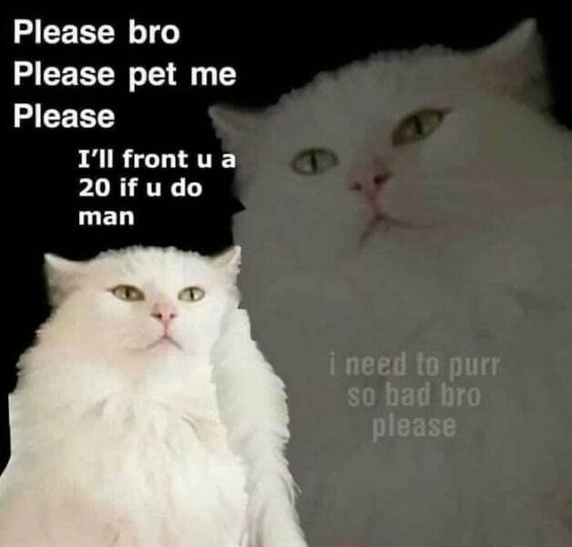 animal memes, pet memes, funny animal pictures, hilarious pet moments, animal jokes, pet humor, funny animal memes