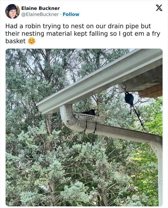 animal memes, pet memes, funny animal pictures, hilarious pet moments, animal jokes, pet humor, funny animal memes