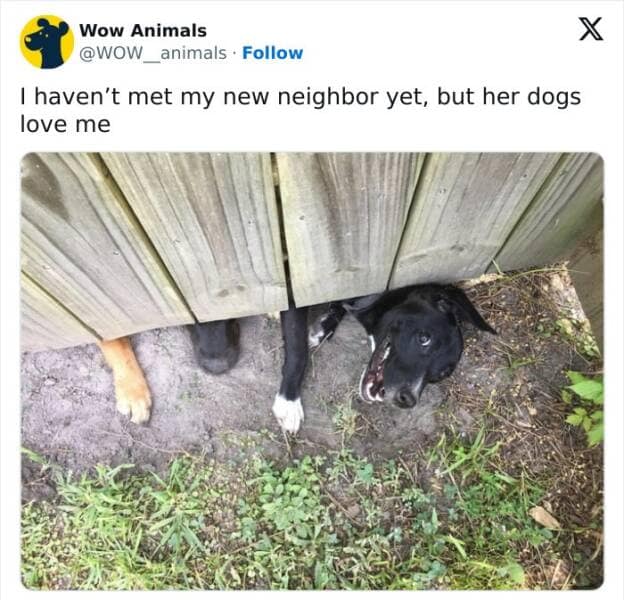 animal memes, pet memes, funny animal pictures, hilarious pet moments, animal jokes, pet humor, funny animal memes