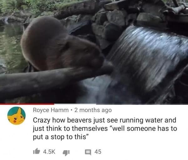 animal memes, pet memes, furry memes, creature memes, cute animal memes, funny animal pictures, animal humor, animal jokes, pet humor, animal giggles