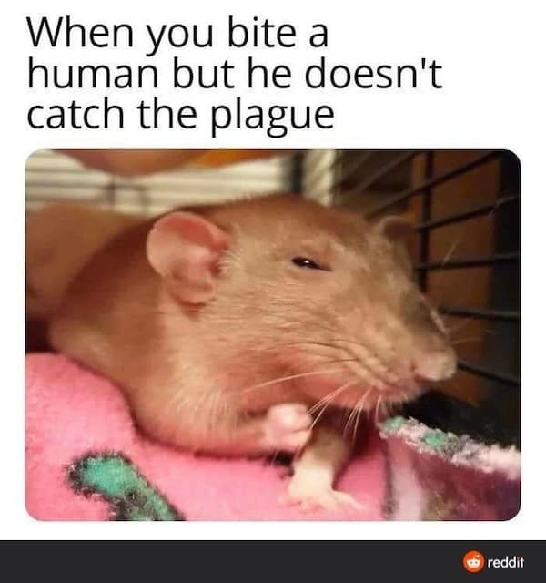 animal memes, pet memes, furry memes, creature memes, cute animal memes, funny animal pictures, animal humor, animal jokes, pet humor, animal giggles