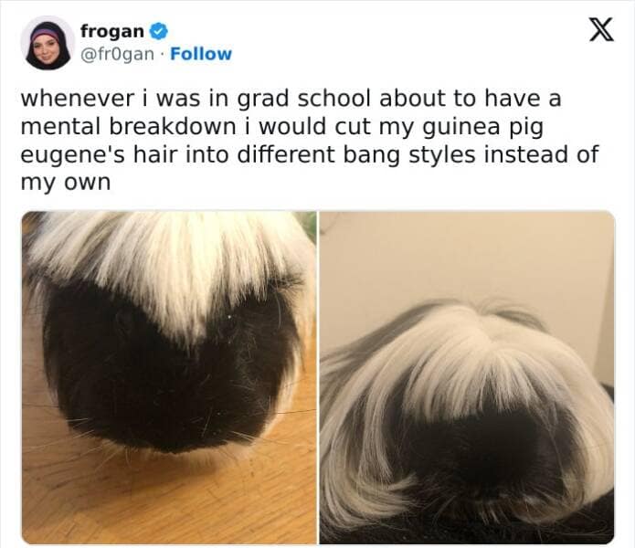 animal memes, pet memes, funny animal pictures, hilarious pet moments, animal jokes, pet humor, funny animal memes