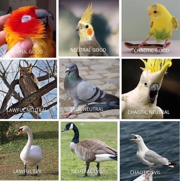 animal memes, pet memes, furry memes, creature memes, cute animal memes, funny animal pictures, animal humor, animal jokes, pet humor, animal giggles