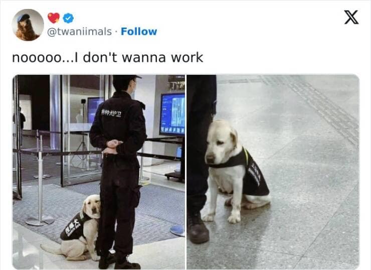 animal memes, pet memes, funny animal pictures, hilarious pet moments, animal jokes, pet humor, funny animal memes