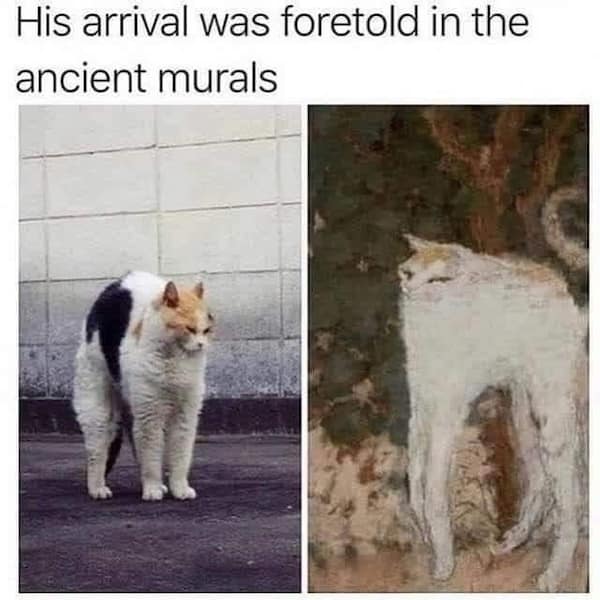 animal memes, pet memes, furry memes, creature memes, cute animal memes, funny animal pictures, animal humor, animal jokes, pet humor, animal giggles