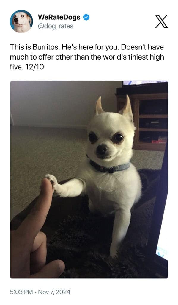 This is Burritos. He's here for you. Doesn't have much to offer other than the world's tiniest high five. 12/10