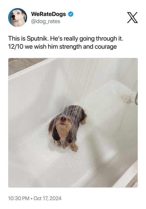 This is Sputnik. He's really going through it. 12/10 we wish him strength and courage