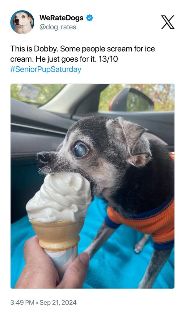 This is Dobby. Some people scream for ice cream. He just goes for it. 13/10