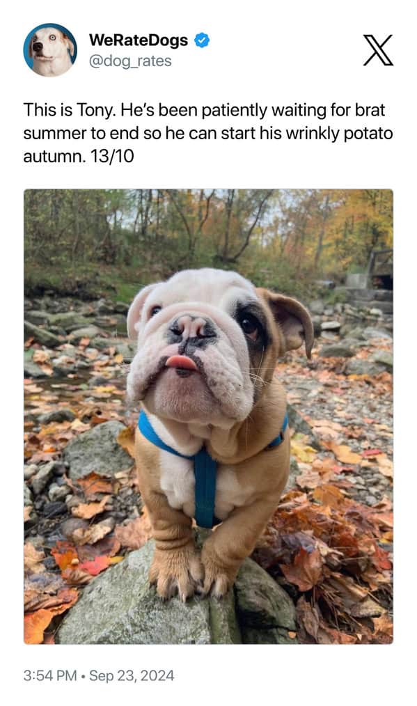 This is Tony. He's been patiently waiting for brat summer to end so he can start his wrinkly potato autumn. 13/10