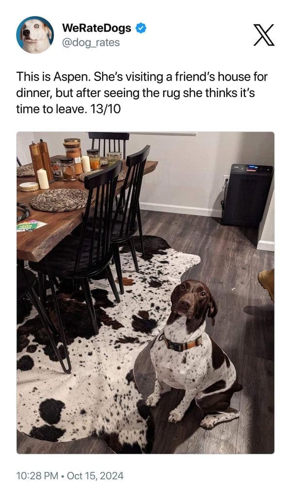 This is Aspen. She's visiting a friend's house for dinner, but after seeing the rug she thinks it's time to leave. 13/10