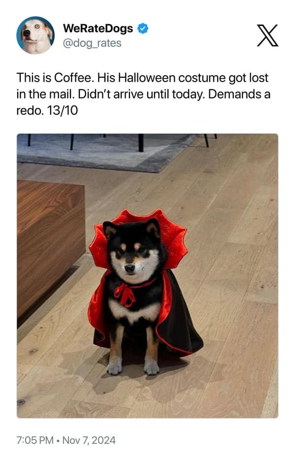 This is Coffee. His Halloween costume got lost in the mail. Didn't arrive until today. Demands a redo. 13/10