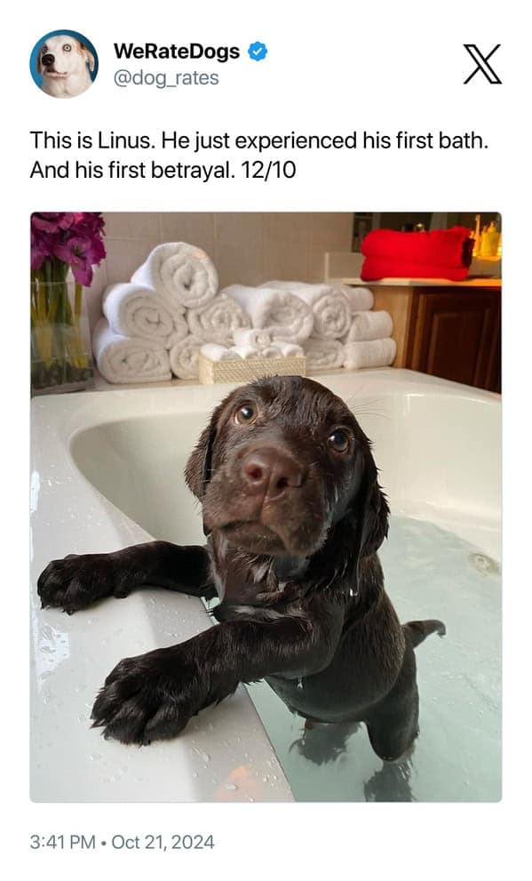 This is Linus. He just experienced his first bath. And his first betrayal.