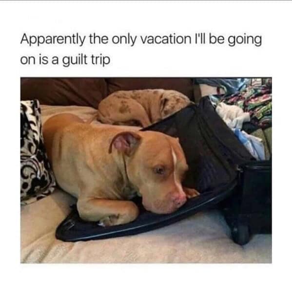 classic memes, vintage memes, viral tweets, timeless memes, old memes, evergreen memes, Viral memes, trending memes, popular memes, internet memes