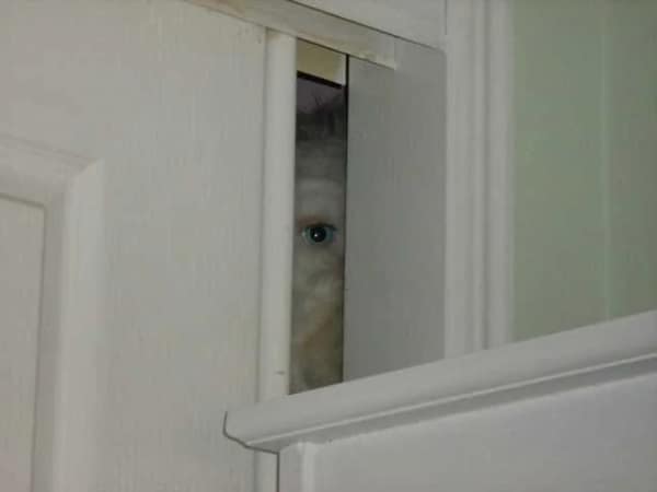 cursed images, creepy photos, unsettling images, eerie pictures, Creepy images, spooky photos, haunting pictures, Unsettling photos, disturbing pictures, weird images, Bizarre photos, odd images, strange pictures