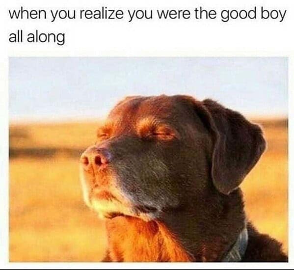 dog memes, doggo memes, canine memes, puppy memes, dog humor funny dog pictures, hilarious dog memes, dog owner humor puppy memes, dog lover memes, pet memes
