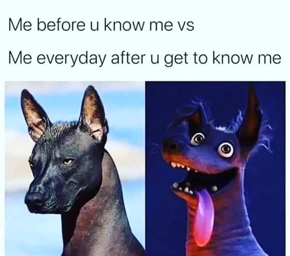 dog memes, doggo memes, canine memes, puppy memes, dog humor funny dog pictures, hilarious dog memes, dog owner humor puppy memes, dog lover memes, pet memes