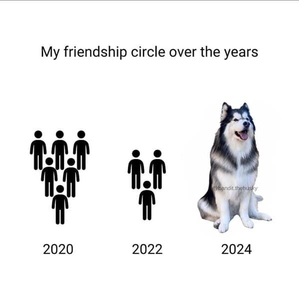 dog memes, doggo memes, canine memes, puppy memes, dog humor funny dog pictures, hilarious dog memes, dog owner humor puppy memes, dog lover memes, pet memes