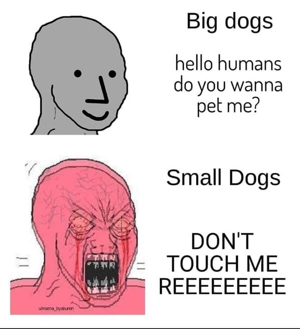 dog memes, doggo memes, canine memes, puppy memes, dog humor funny dog pictures, hilarious dog memes, dog owner humor puppy memes, dog lover memes, pet memes