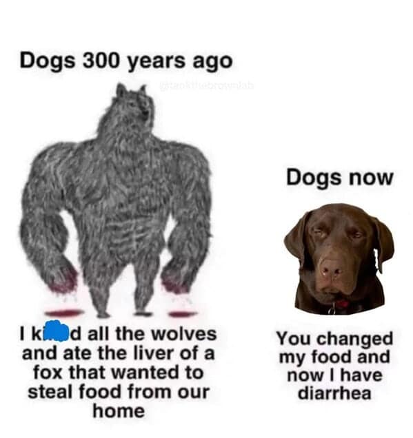 dog memes, doggo memes, canine memes, puppy memes, dog humor funny dog pictures, hilarious dog memes, dog owner humor puppy memes, dog lover memes, pet memes