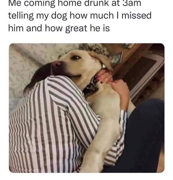 dog memes, doggo memes, canine memes, puppy memes, dog humor funny dog pictures, hilarious dog memes, dog owner humor puppy memes, dog lover memes, pet memes