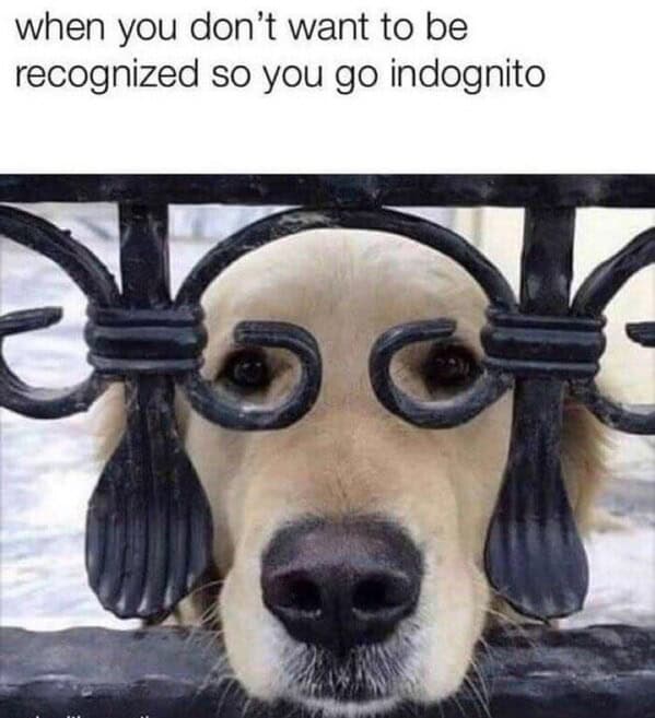 dog memes, doggo memes, canine memes, puppy memes, dog humor funny dog pictures, hilarious dog memes, dog owner humor puppy memes, dog lover memes, pet memes