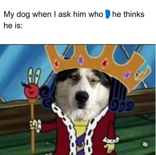 dog memes, doggo memes, canine memes, puppy memes, dog humor funny dog pictures, hilarious dog memes, dog owner humor puppy memes, dog lover memes, pet memes