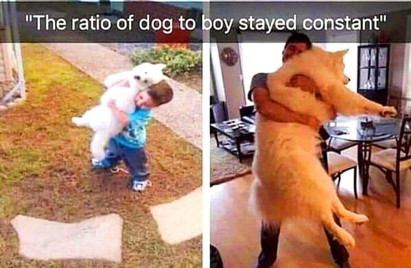 dog memes, doggo memes, canine memes, puppy memes, dog humor funny dog pictures, hilarious dog memes, dog owner humor puppy memes, dog lover memes, pet memes