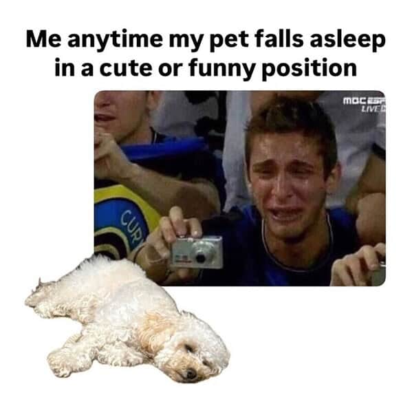 dog memes, doggo memes, canine memes, puppy memes, dog humor funny dog pictures, hilarious dog memes, dog owner humor puppy memes, dog lover memes, pet memes