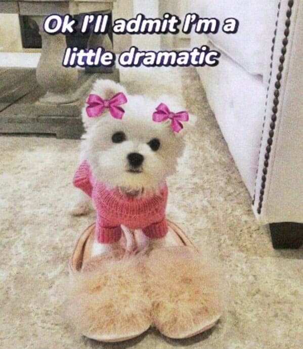 dog memes, doggo memes, canine memes, puppy memes, dog humor funny dog pictures, hilarious dog memes, dog owner humor puppy memes, dog lover memes, pet memes