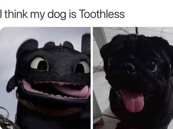 dog memes, doggo memes, canine memes, puppy memes, dog humor funny dog pictures, hilarious dog memes, dog owner humor puppy memes, dog lover memes, pet memes