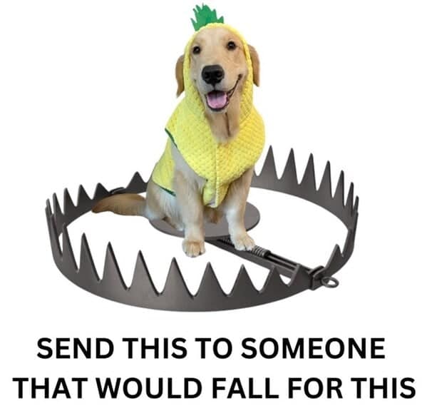 dog memes, doggo memes, canine memes, puppy memes, dog humor funny dog pictures, hilarious dog memes, dog owner humor puppy memes, dog lover memes, pet memes