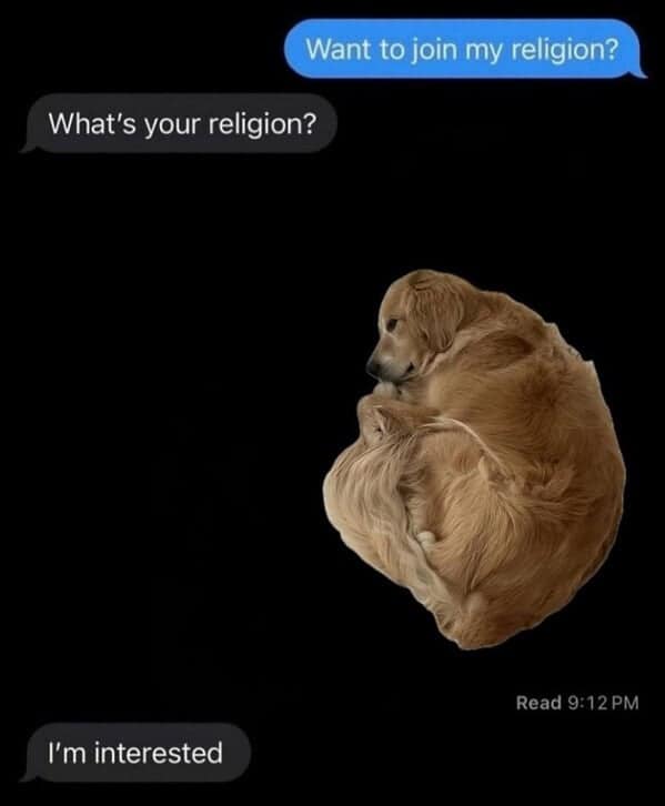 dog memes, doggo memes, canine memes, puppy memes, dog humor funny dog pictures, hilarious dog memes, dog owner humor puppy memes, dog lover memes, pet memes