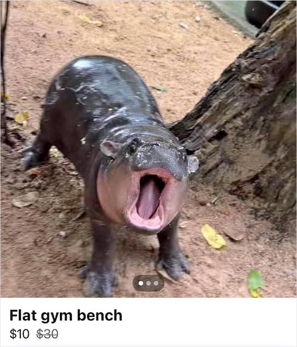 facebook marketplace memes, facebook marketplace listings, funny marketplace listings, weird marketplace listings online marketplace memes, Facebook selling humor, strange Facebook listings funny online listings, bizarre marketplace items, quirky Facebook listings