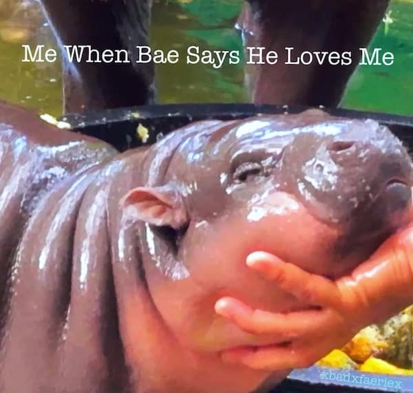 flirty memes, dirty memes, romantic memes, cheeky memes, flirty humor romantic memes, relationship memes, dating memes love memes, funny love memes, charming memes