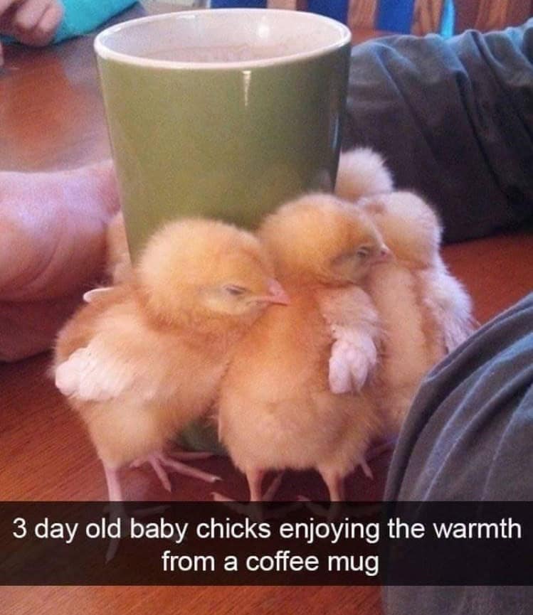 funny animal snapchats, animal memes, humorous pet snapchats, animal comedy snapchats, animal funny snaps, funny pet photos, hilarious animal pictures, cute animal snaps, pet ownership humor, funny animal moments, amusing pet behaviors