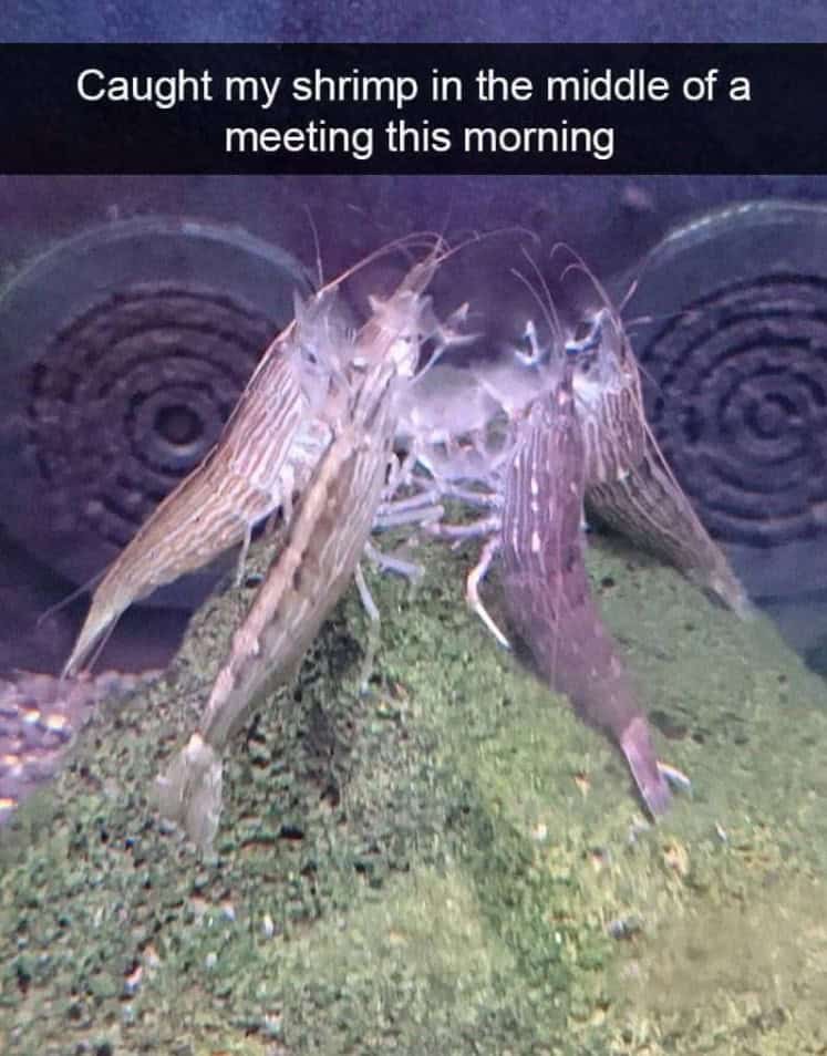 funny animal snapchats, animal memes, humorous pet snapchats, animal comedy snapchats, animal funny snaps, funny pet photos, hilarious animal pictures, cute animal snaps, pet ownership humor, funny animal moments, amusing pet behaviors