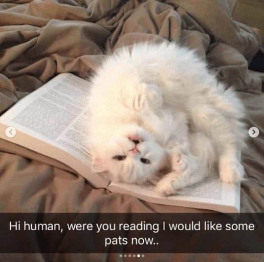 funny animal snapchats, animal memes, humorous pet snapchats, animal comedy snapchats, animal funny snaps, funny pet photos, hilarious animal pictures, cute animal snaps, pet ownership humor, funny animal moments, amusing pet behaviors